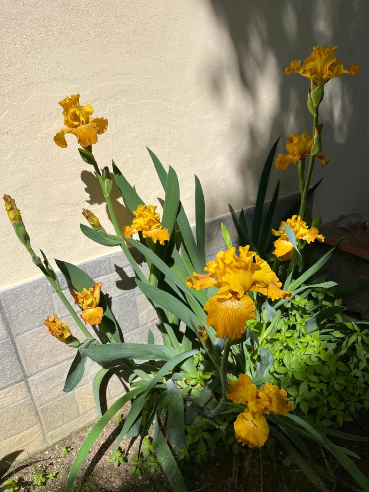 Dalu Florence Apartment Davide - Private Car Park 15 Minutes To The City Center 外观 照片